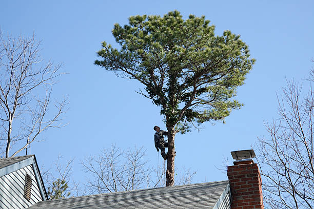 Best Fruit Tree Pruning  in Horn Lake, MS